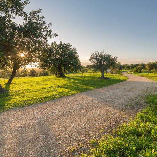 Masseria Della Volpe foto 4