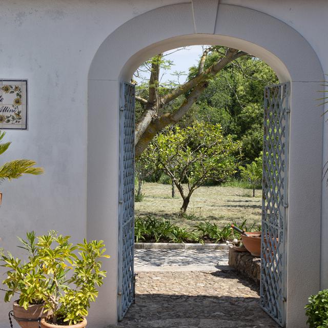 Olival de Sao Filipe