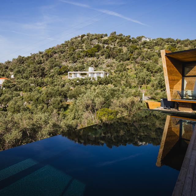 Five Olive Dream Trip